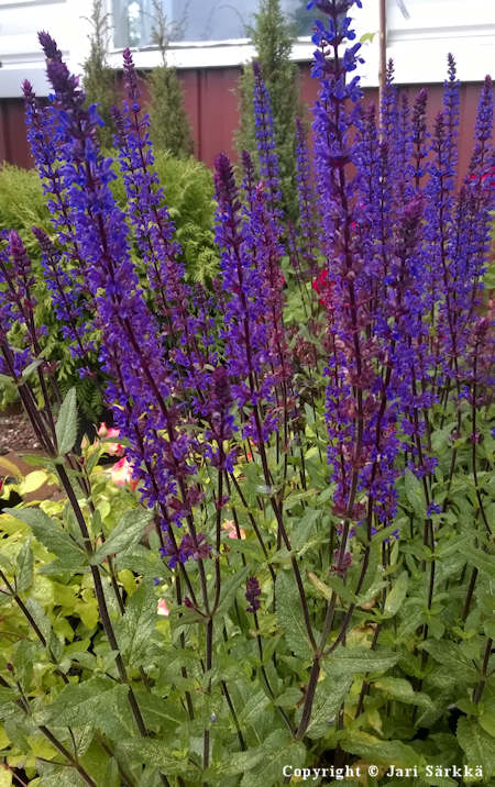 Salvia x sylvestris 'Caradonna', loistosalvia